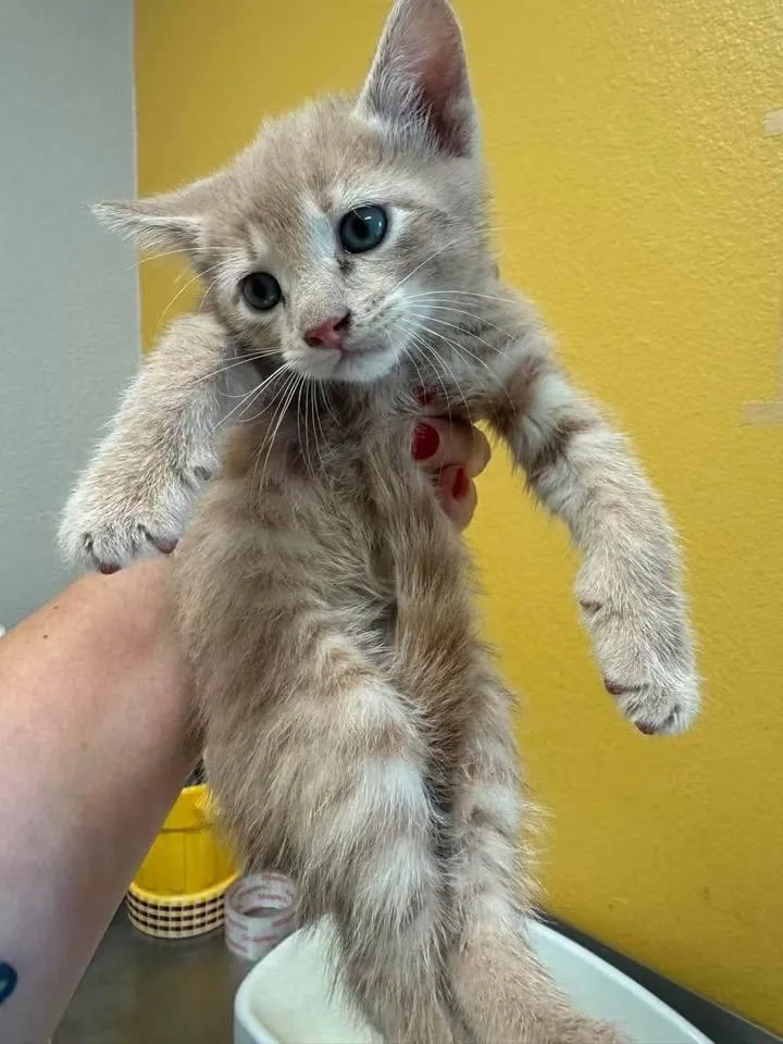 A baby medium-sized male Domestic Short Hair cat named Oliver for adoption in Lewisville, TX