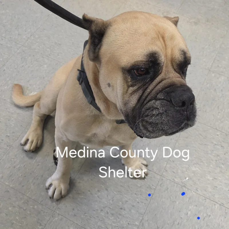 An adult large-sized male Yellow / Tan / Blond / Fawn Mastiff dog named Regie for adoption in Medina, OH