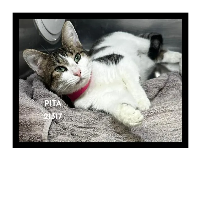 A young medium-sized female Gray & White Domestic Short Hair cat named Pita for adoption in Marietta, GA