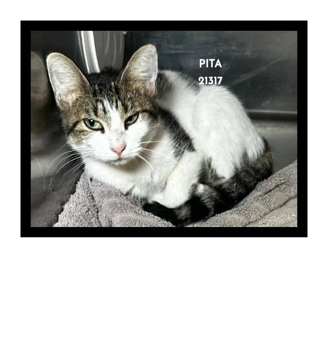 Pita thumbnail 3