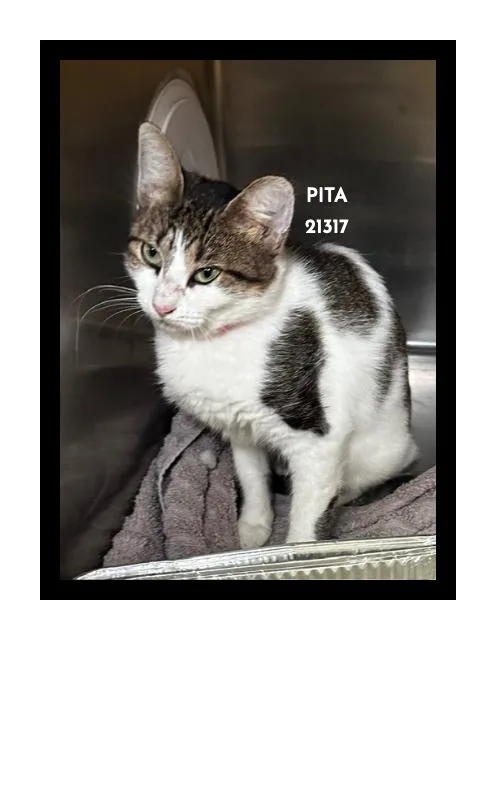 Pita thumbnail 4