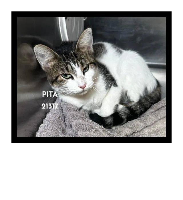 Pita thumbnail 5