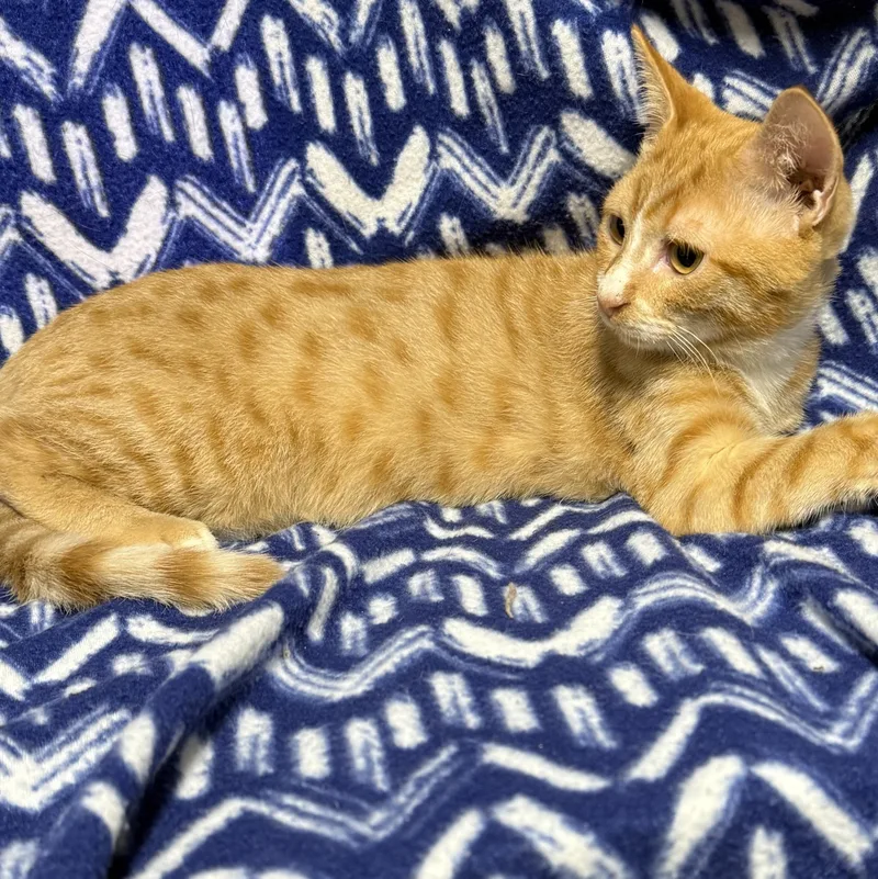 A baby medium-sized male Orange / Red Domestic Short Hair cat named Hook for adoption in Anderson, SC