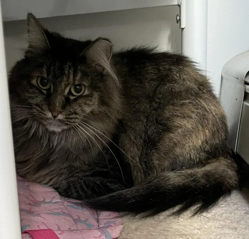 An adult medium-sized female Domestic Short Hair cat named Athena for adoption in St. Cloud, MN