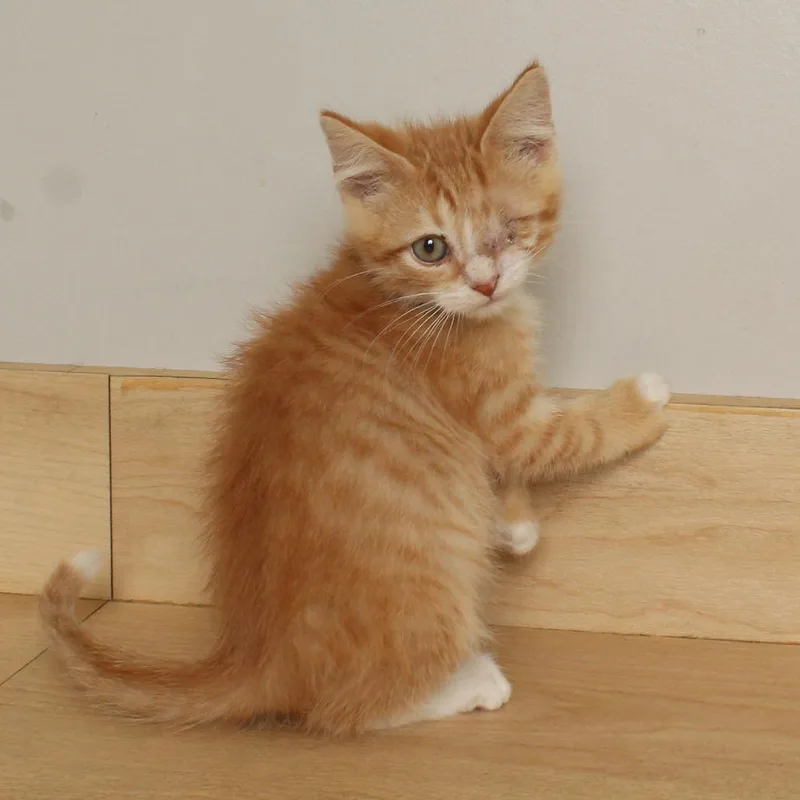 A baby small-sized male Orange / Red Domestic Short Hair cat named Graham C for adoption in Minnetonka, MN