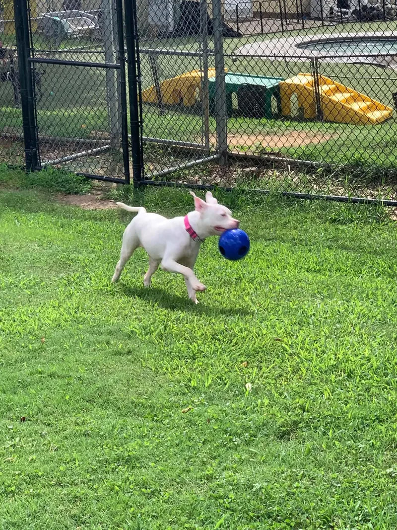 A baby medium-sized female White / Cream Boxer dog named Jasmine for adoption in Douglas, MA