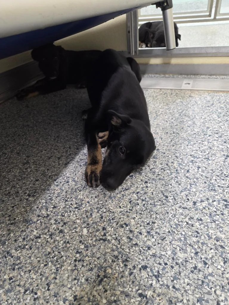 A baby small-sized female Terrier dog named Chicken Tinder for adoption in Athens, TN