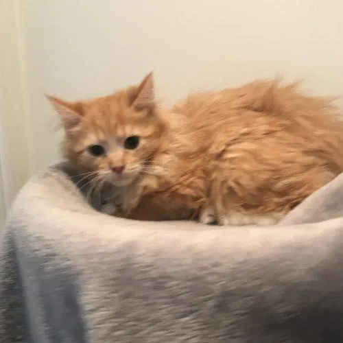 Pinot Meow thumbnail 2