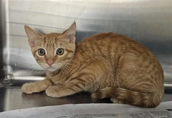 A baby medium-sized male Domestic Short Hair cat named Bobby Hill for adoption in Los Angeles, CA