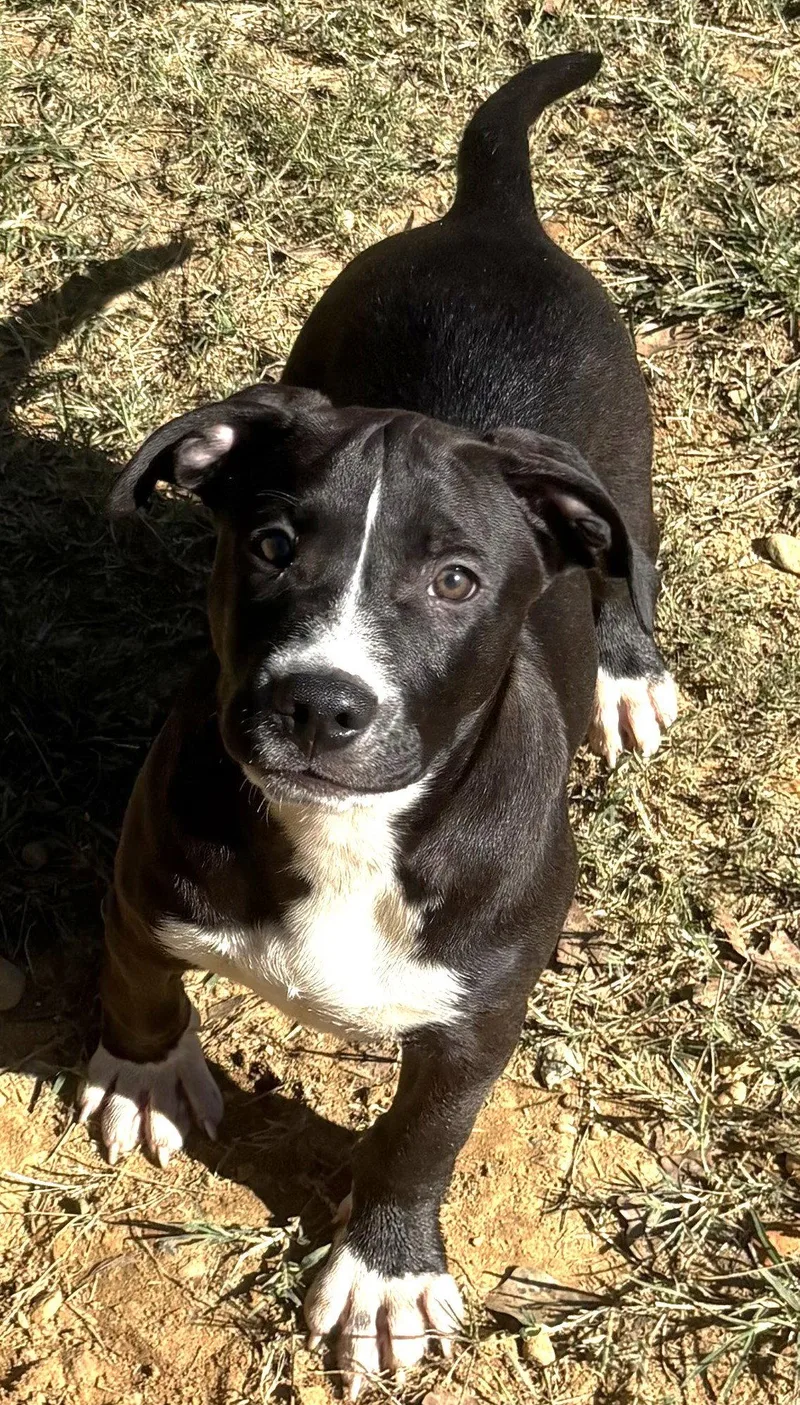 A baby large-sized male American Bulldog dog named Carl Dean for adoption in Wetumpka, AL