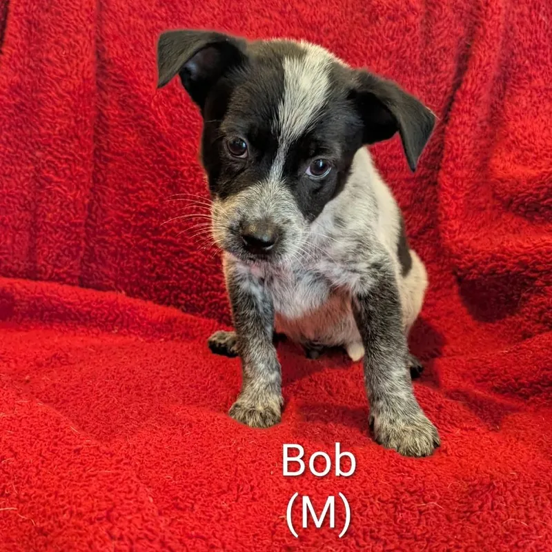 A baby small-sized male Australian Cattle Dog / Blue Heeler dog named Bob for adoption in Marion, IL