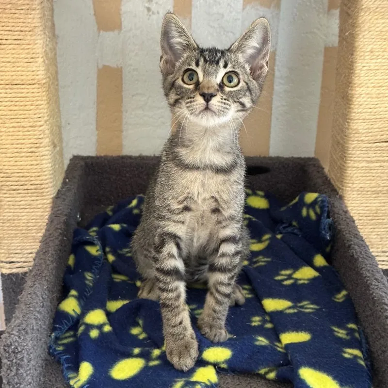 A baby small-sized female Domestic Short Hair cat named Neytiri for adoption in Cambria, CA