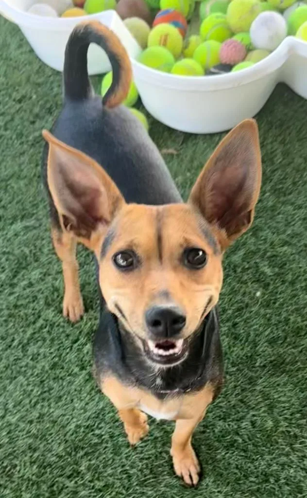 Hersheylb Good Girl! thumbnail 3