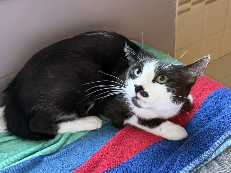 A young medium-sized female Black & White / Tuxedo Domestic Short Hair cat named Magnolia for adoption in Rochester Hills, MI