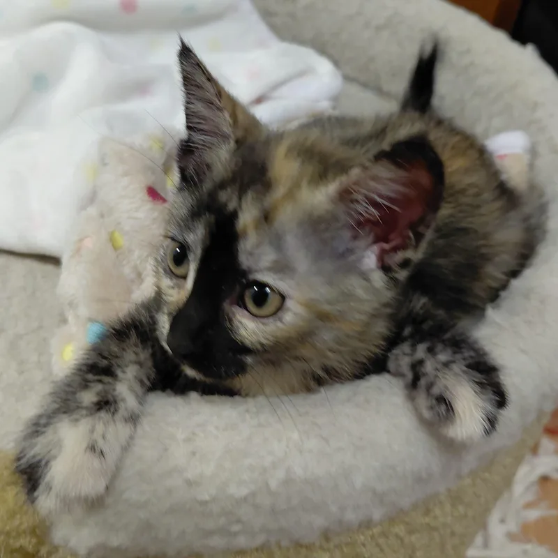 A baby medium-sized female Tortoiseshell Domestic Short Hair cat named Gizmo for adoption in Portland, OR