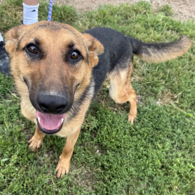 An adult medium-sized female Shepherd dog named Mabel for adoption in Kearney, NE