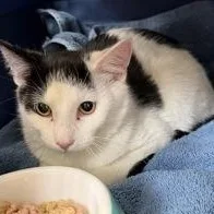 A young medium-sized male Black Domestic Short Hair cat named O.j. for adoption in Rapid City, SD