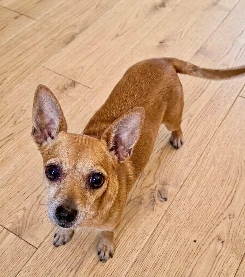 An adult small-sized female Chihuahua dog named Tasha for adoption in Livingston, TX