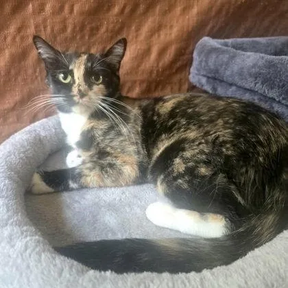 A young medium-sized female Tortoiseshell Domestic Short Hair cat named Brookie for adoption in Warr Acres, OK