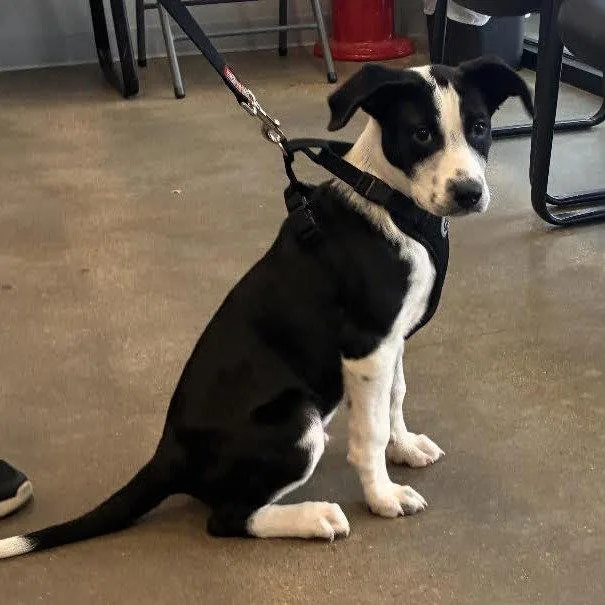 A young medium-sized male Mixed Breed dog named Beau Months for adoption in Sterling, MA