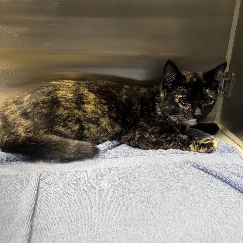 A baby small-sized female Torbie Domestic Short Hair cat named Starlight for adoption in Hawthorne, CA