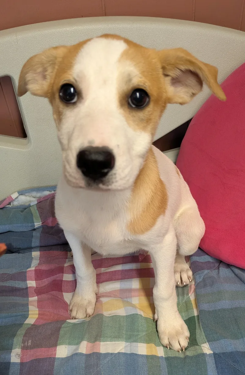 A baby medium-sized male White / Cream Labrador Retriever dog named CHIP and DALE for adoption in Lebanon, TN