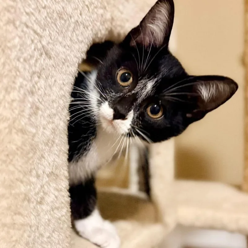 A baby small-sized female Black Domestic Short Hair cat named Layla for adoption in Marshall, VA