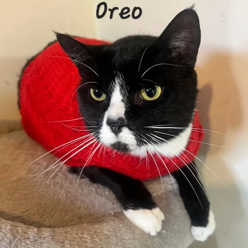 An adult large-sized female Black Domestic Short Hair cat named Oreo for adoption in Waldorf, MD