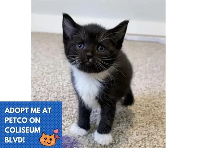 A baby small-sized female Domestic Short Hair cat named Orca for adoption in Fort Wayne, IN