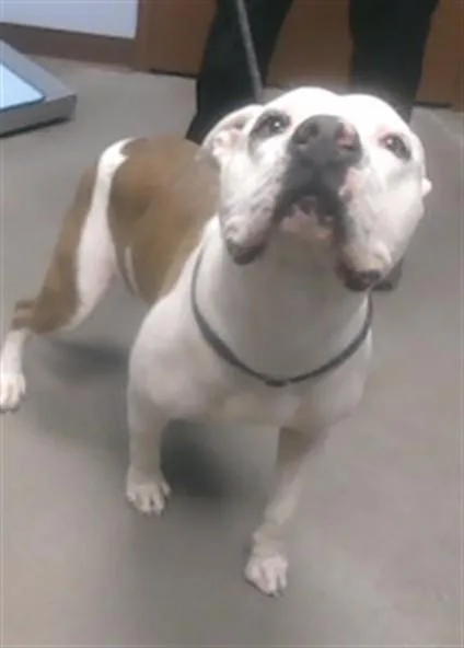A young large-sized female Pit Bull Terrier dog named Hope for adoption in Phoenix, AZ