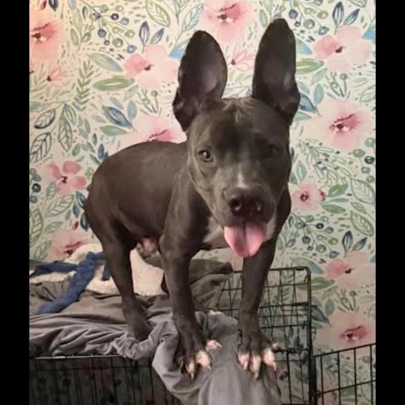 Fomo