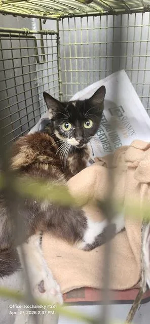 A young small-sized female Domestic Short Hair cat named Cash for adoption in San Antonio, TX