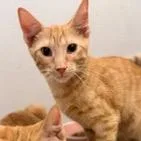A baby small-sized male Orange / Red Domestic Short Hair cat named Frankie for adoption in Jupiter, FL
