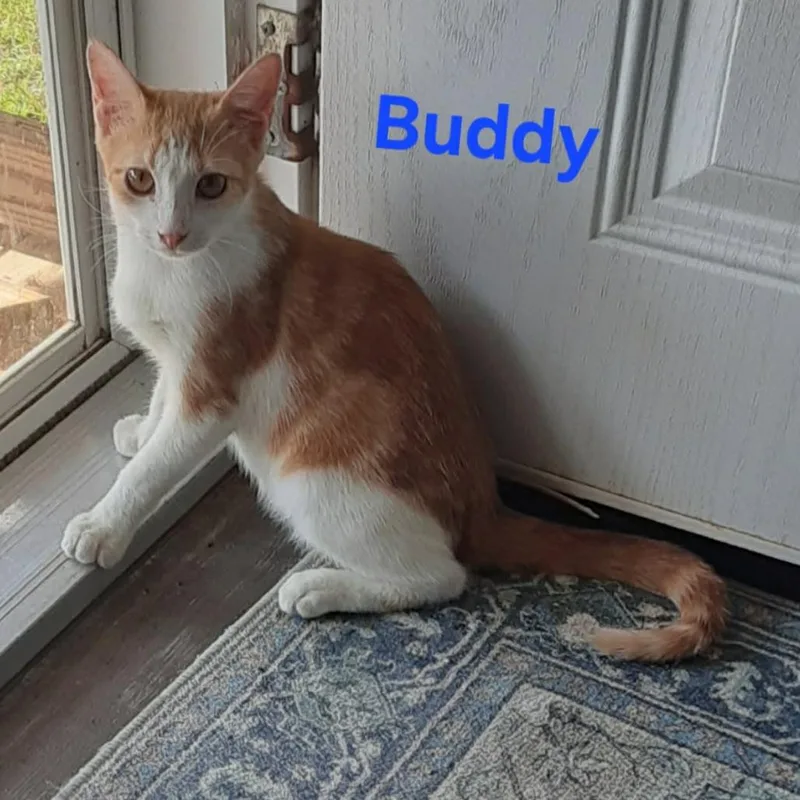 A baby medium-sized male Orange / Red Domestic Short Hair cat named Buddy for adoption in Newark, DE