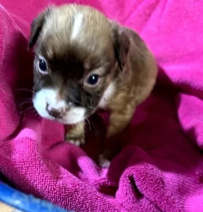 A baby medium-sized female Boxer dog named Belinda for adoption in West Memphis, AR