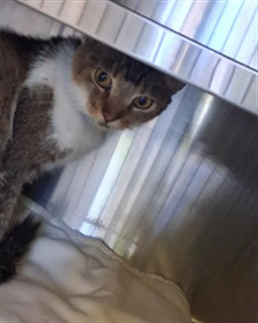 A young medium-sized female Domestic Short Hair cat named Clawdia for adoption in Los Angeles, CA