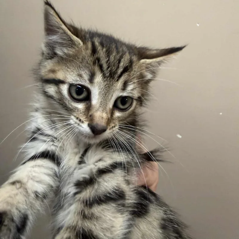 A baby small-sized female Brown / Chocolate Domestic Medium Hair cat named Cranberry for adoption in Beckley, WV