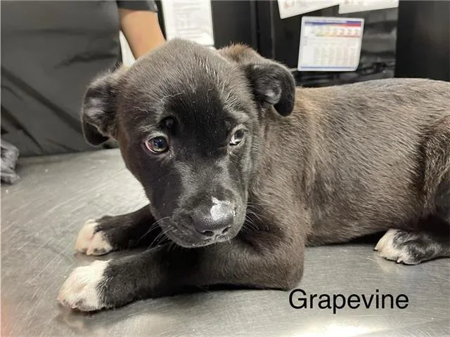 A baby small-sized male German Wirehaired Pointer dog named Grapevine for adoption in Sugar Land, TX