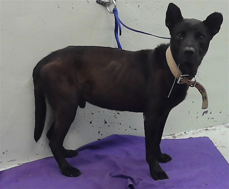 An adult large-sized male German Shepherd Dog dog named Auggie for adoption in Houston, TX