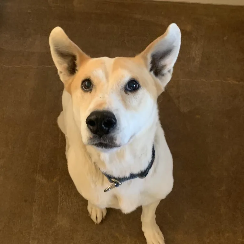 A senior large-sized male White / Cream Cattle Dog dog named Elton for adoption in Branford, CT