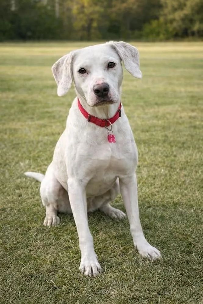 An adult medium-sized male White / Cream Labrador Retriever dog named Gary for adoption in Greenlawn, NY