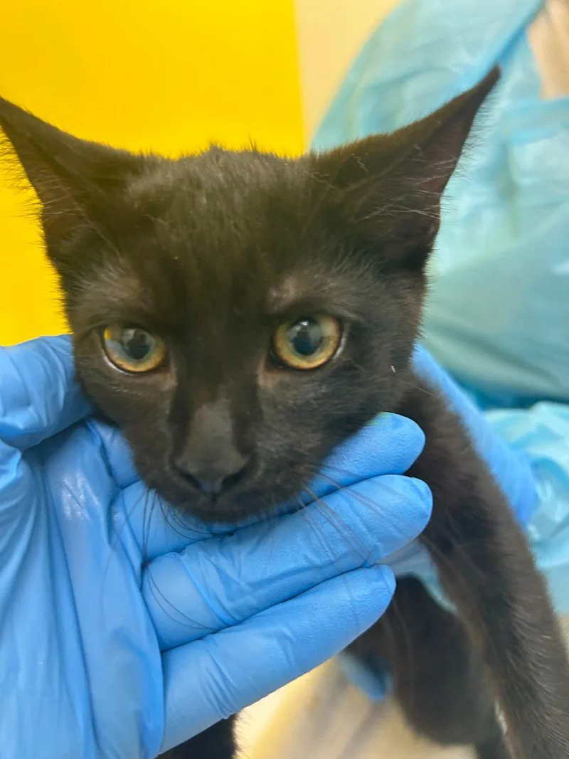 A baby small-sized female Black Domestic Short Hair cat named Sweetie for adoption in Raleigh, NC