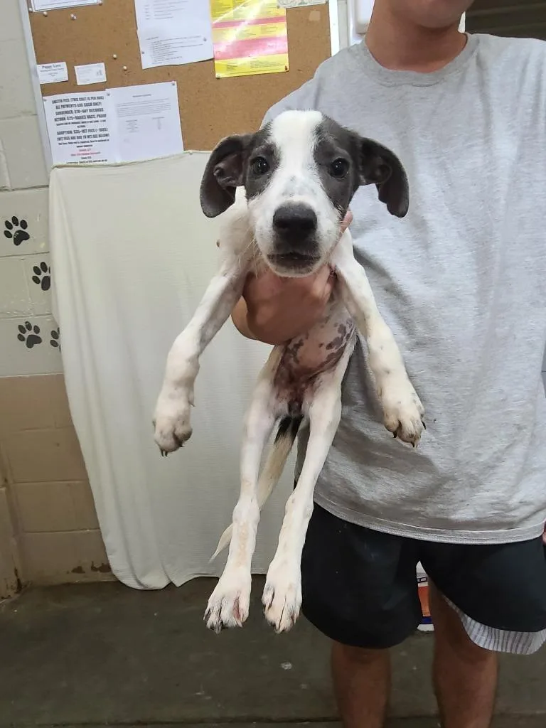 A baby large-sized female Pit Bull Terrier dog named Ainsley for adoption in Swainsboro, GA