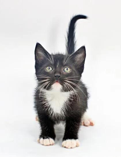 A baby small-sized male Domestic Short Hair cat named Colt for adoption in Morton Grove, IL