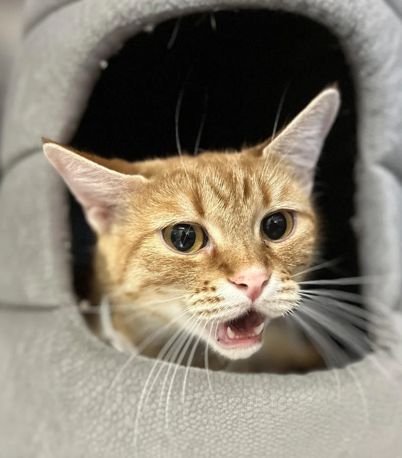 An adult large-sized female Orange / Red Domestic Short Hair cat named Bailey for adoption in Arlington, VT