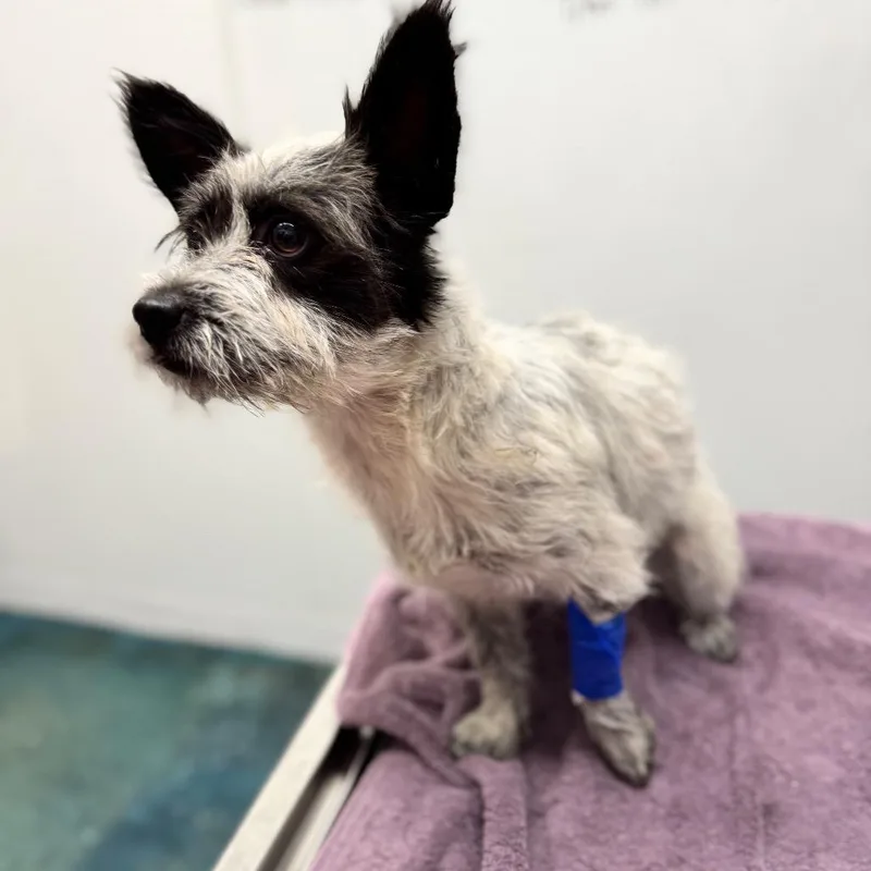 An adult small-sized female White / Cream Wire Fox Terrier dog named Princess for adoption in Chico, CA