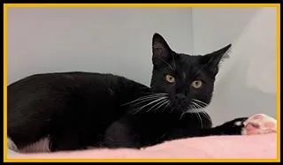 An adult small-sized male Domestic Short Hair cat named Short Pump Mall for adoption in Peoria, IL