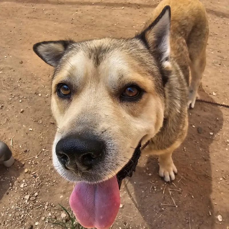 A young large-sized male Akita dog named Truck Stop for adoption in Austin, TX