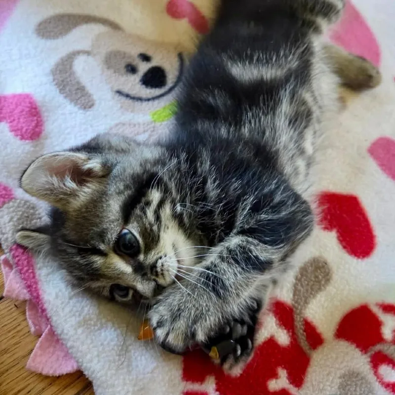 A baby small-sized female Black Domestic Short Hair cat named Melon Miller for adoption in Woodstock, VA