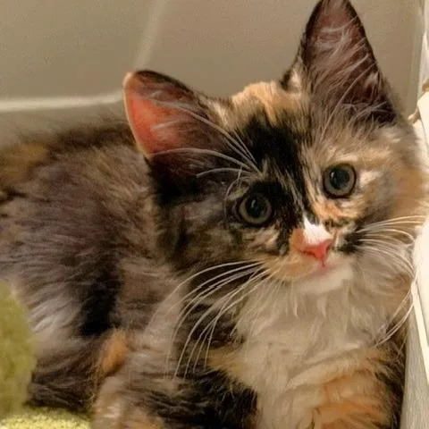 A baby small-sized female Domestic Short Hair cat named Rebecca Welton for adoption in Fairfax, VA